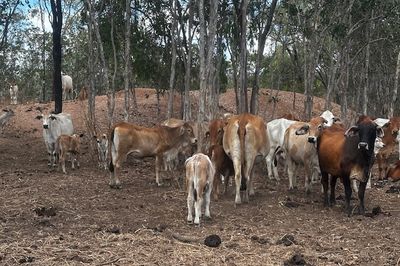 144 BRAHMAN COWS & BRAHMAN CALVES