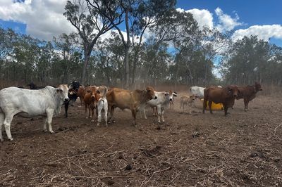 144 BRAHMAN COWS & BRAHMAN CALVES