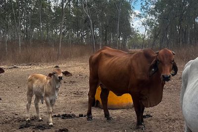144 BRAHMAN COWS & BRAHMAN CALVES