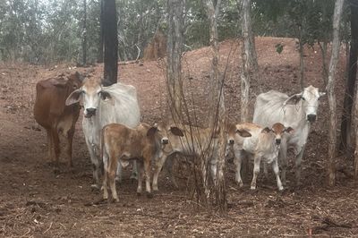 144 BRAHMAN COWS & BRAHMAN CALVES