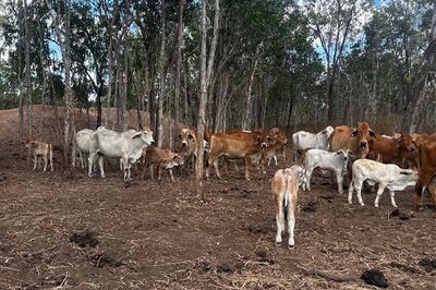 144 BRAHMAN COWS & BRAHMAN CALVES