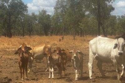 144 BRAHMAN COWS & BRAHMAN CALVES