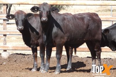A+ 22/8 101 HEIFER WEANERS