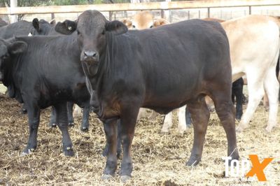 A+ 22/8 101 HEIFER WEANERS