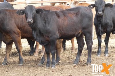 A+ 22/8 101 HEIFER WEANERS