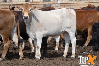 A+ 22/8 101 HEIFER WEANERS