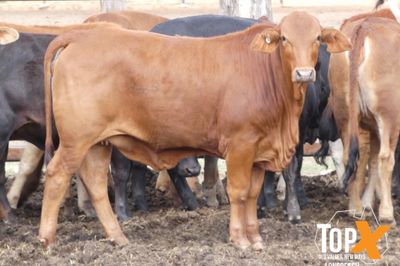 A+ 22/8 101 HEIFER WEANERS