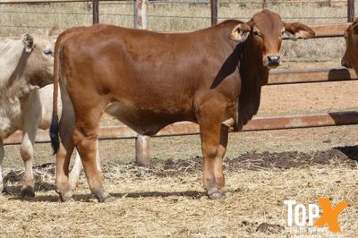 A+ 22/8 101 HEIFER WEANERS