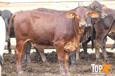 A+ 22/8 101 HEIFER WEANERS