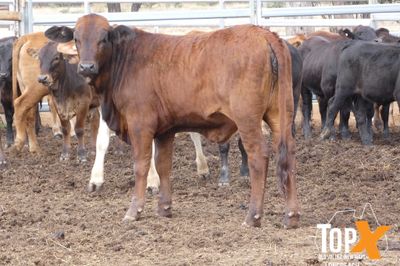 A+ 22/8 101 HEIFER WEANERS