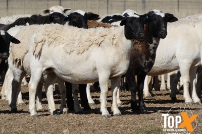 A+ 930 DORPER EWES SIL TO DORPER RAMS