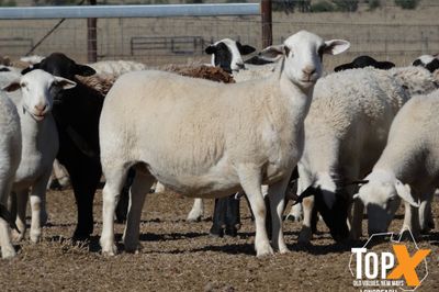 A+ 930 DORPER EWES SIL TO DORPER RAMS