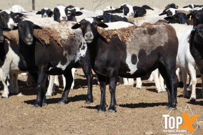 A+ 930 DORPER EWES SIL TO DORPER RAMS