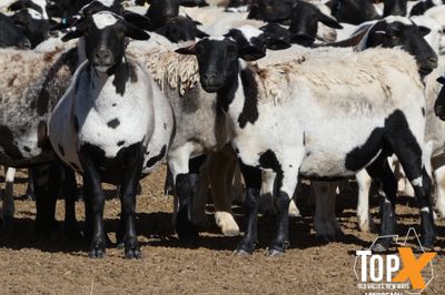 A+ 930 DORPER EWES SIL TO DORPER RAMS