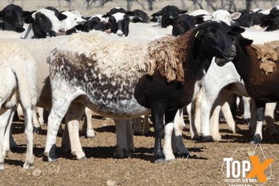 A+ 930 DORPER EWES SIL TO DORPER RAMS