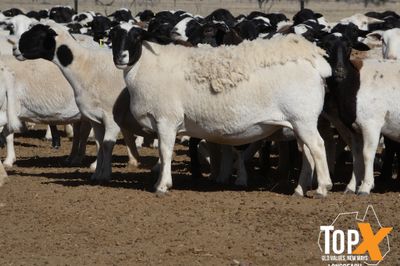 A+ 930 DORPER EWES SIL TO DORPER RAMS
