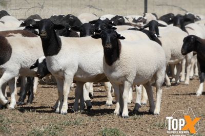 A+ 736 DORPER LAMBS