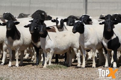 A+ 736 DORPER LAMBS