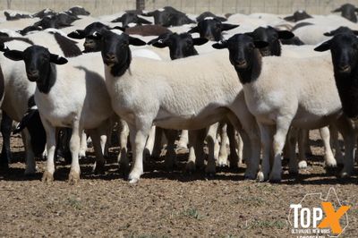 A+ 736 DORPER LAMBS
