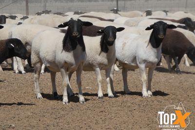 A+ 736 DORPER LAMBS