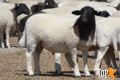 A+ 736 DORPER LAMBS