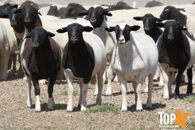 A+ 736 DORPER LAMBS