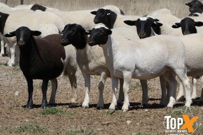 A+ 736 DORPER LAMBS