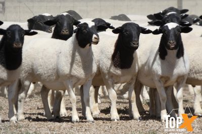 A+ 736 DORPER LAMBS