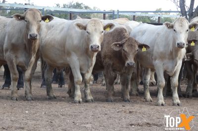 A+ 15/8 62 ANGUS X FEEDER STEERS