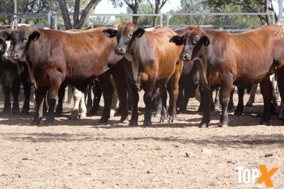 A+ 15/8 62 ANGUS X FEEDER STEERS