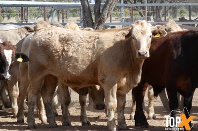 A+ 15/8 62 ANGUS X FEEDER STEERS