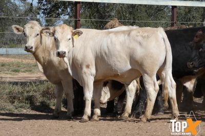 A+ 15/8 62 ANGUS X FEEDER STEERS