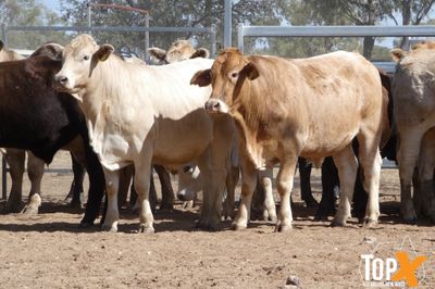 A+ 15/8 62 ANGUS X FEEDER STEERS