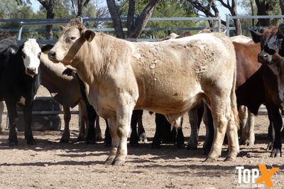 A+ 15/8 62 ANGUS X FEEDER STEERS