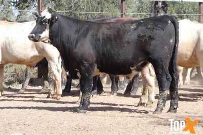 A+ 15/8 62 ANGUS X FEEDER STEERS