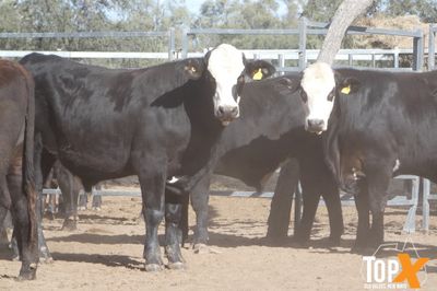 A+ 15/8 62 ANGUS X FEEDER STEERS