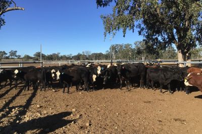 65 PTIC ANGUS, ANGUS X & BRAFORD HEIFERS