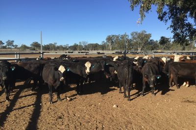 65 PTIC ANGUS, ANGUS X & BRAFORD HEIFERS
