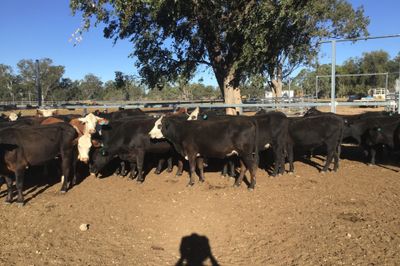 65 PTIC ANGUS, ANGUS X & BRAFORD HEIFERS