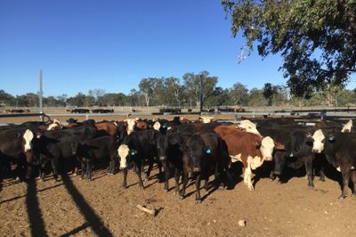 65 PTIC ANGUS, ANGUS X & BRAFORD HEIFERS