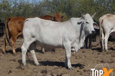 72 PTIC Cows