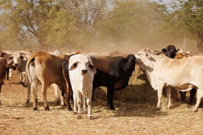 113 VGQ Composite No.3 PTIC Cows