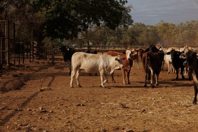 113 VGQ Composite No.3 PTIC Cows