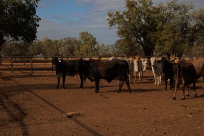 113 VGQ Composite No.3 PTIC Cows
