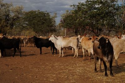113 VGQ Composite No.3 PTIC Cows