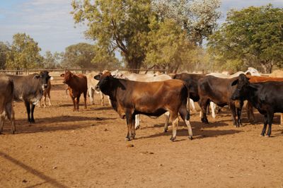 113 VGQ Composite No.3 PTIC Cows