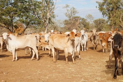 113 VGQ Composite No.3 PTIC Cows