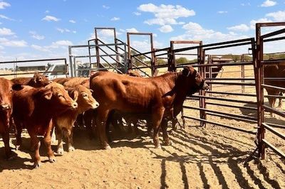 144 VGQ No.5 Cross bred Steers