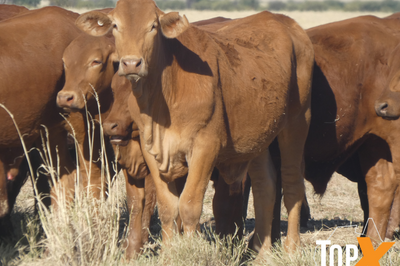 104 Backgrounder Steers