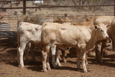 Approx. 64 VGQ CharolaisX mixed sex weaners